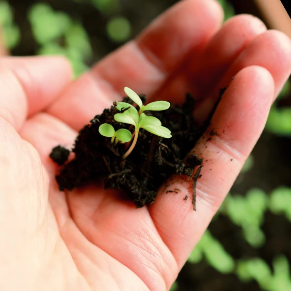 Saessling mit Erde in einer Hand